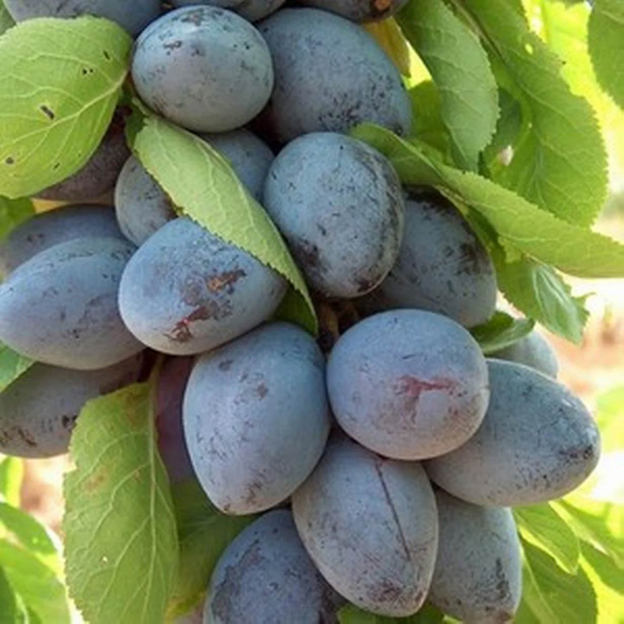 Plum Oil Natural and Organic Skincare Ingredient