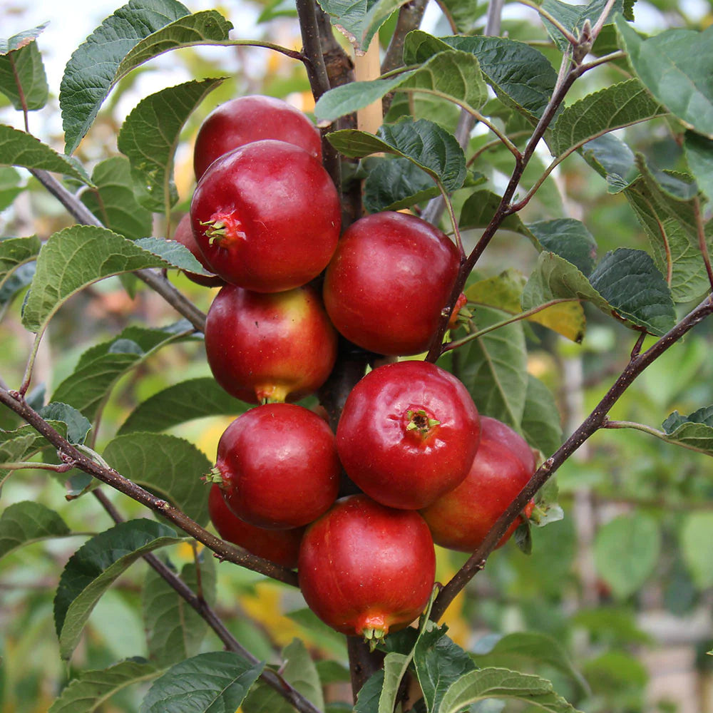 Rosehip Seed Oil Natural and Organic Skincare Ingredient