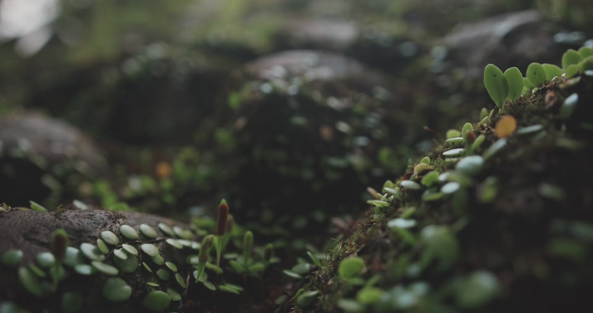 VIDEO OF NATURE MOSSY PLANTS VEGETATION
