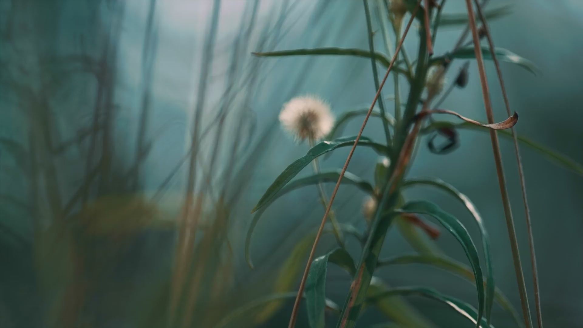 VIDEO OF NATURE PLANTS DANDELION LEAVES FOLIAGE