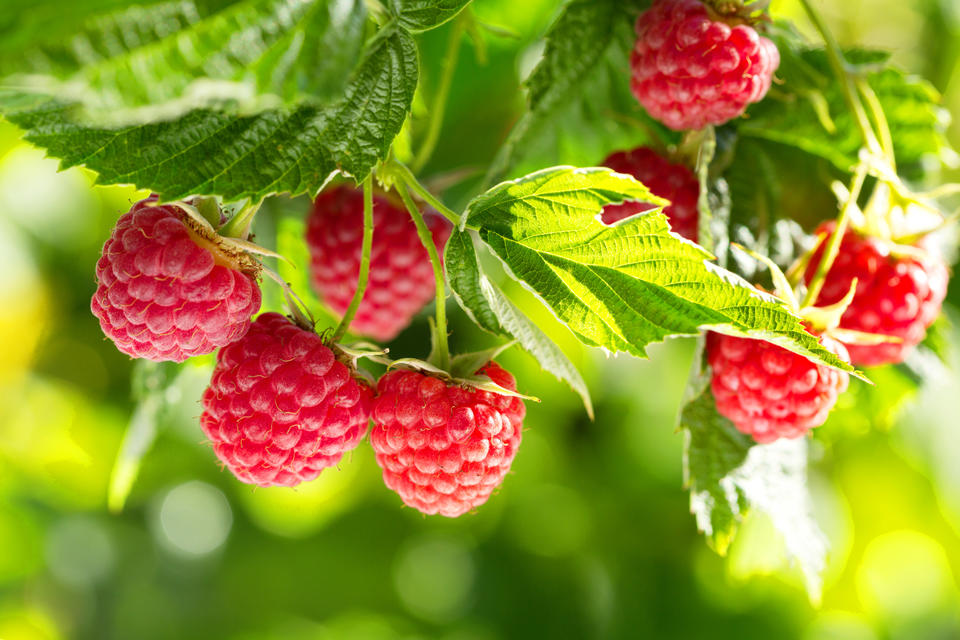 Raspberry Seed Oil Natural and Organic Skincare Ingredient