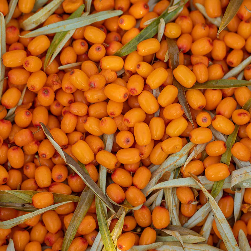 Sea Buckthorn Oil Natural and Organic Skincare Ingredient