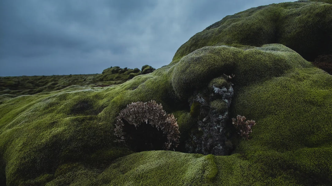 VIDEO OF NATURE MOSSY ROCKS CLOUD TIME MOTION